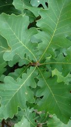 Quercus macrocarpa